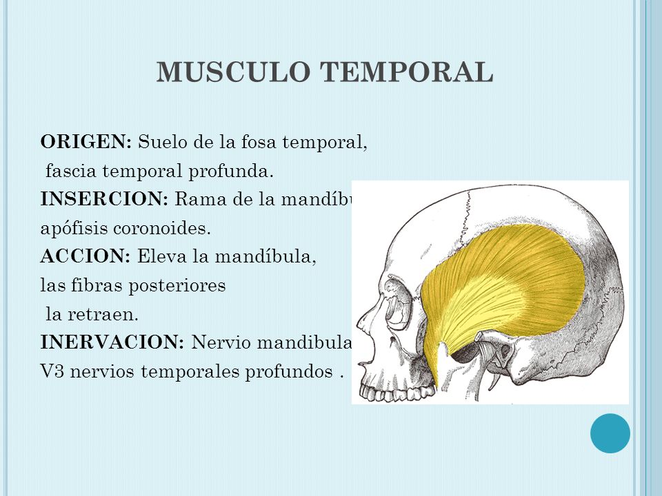 inserción del músculo temporal